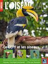 L'Oiseau Magazine n°111