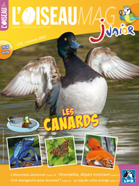 L'OISEAU MAG Junior n°12