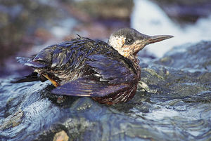 05_Guillemot_de_Troil_mazout_Photo_vincent_Munier_LPO