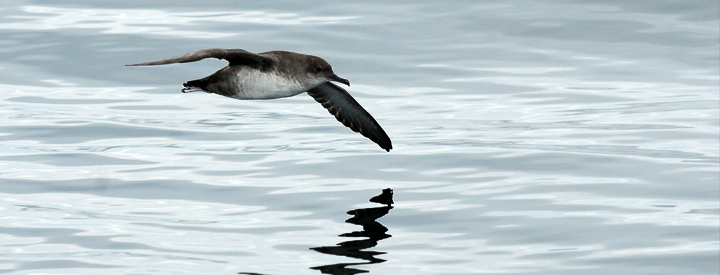 puffindesbaleares fabienmercier