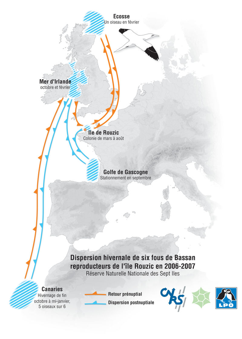 Répartition annuelle de quelques fous de Bassan équipés par les experts du CEFE-CNRS en collaboration étroite avec la RNN des Sept-Îles - LPO