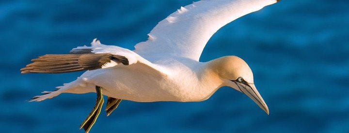  Fou de Bassan (Morus bassanus) - Crédit photo : Andreas Trepte 