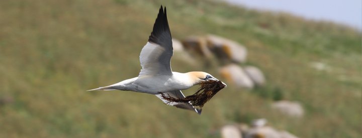 Fou de Bassan (Morus bassanus) - Crédit photo : Amélie Boué