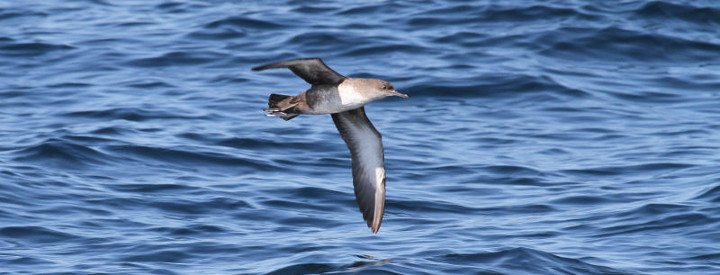  Puffin des Baléares (Puffinus mauritanicus) - Crédit photo : Elsa Bugot