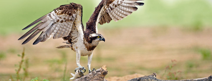 Balbuzard pêcheur (Pandion haliaetus) - Crédit photo : Louis Marie Préau