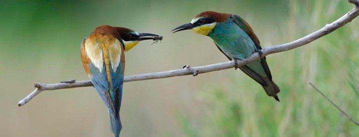 Guêpier d'Europe (Merops apiaster) - Crédit photo : Fabrice Cahez