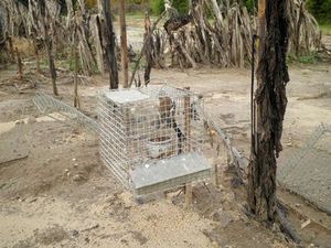 Un pinson des arbres, espèce protégée, enfermé dans une cage sert d'appelant.