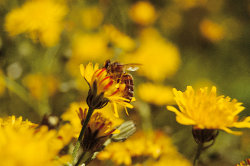 Abeille domestique - Photo : G. Lemoine/LPO