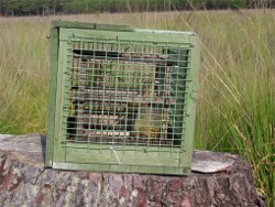 Oiseau en cage - Photo : LPO/Laurent Couzi