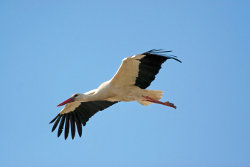 Cigogne Blanche - Photo : GillesBentz