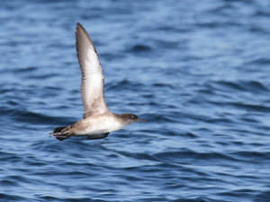 Puffin des Baléares - Photo : Elsa Bugot