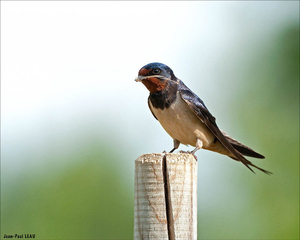 Hirondelle rustique- crédit photo : Jean-Paul Léau