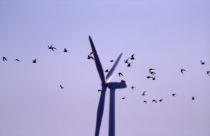 éolien - crédit photo : Frédéric Signoret