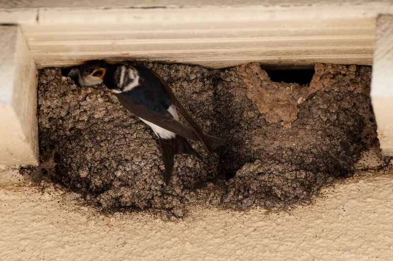 Hirondelle de fenêtre nourrissant un jeune au nid - crédit photo : J.P. Leau