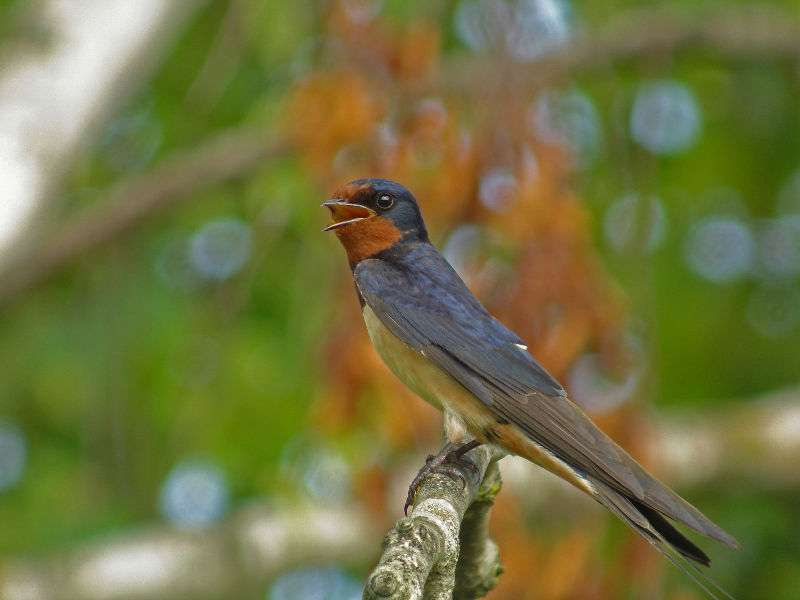 Hirondelle rustique reconnaissable à sa gorge rouge-brique - crédit photo : Fabrice Croset