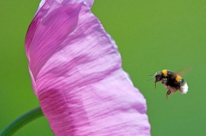 Bourdon terrestre ( Bombus terrestris ) - crédit photo : Jean-Jacques Carlier / LPO