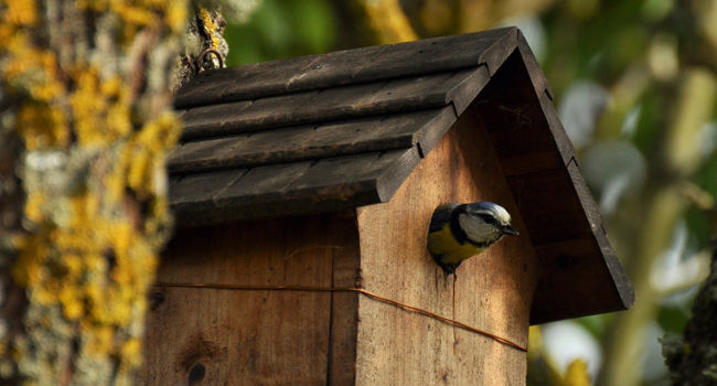 Mésange bleue (Cyanistes caeruleus) - Crédit photo : Cécile Rousse