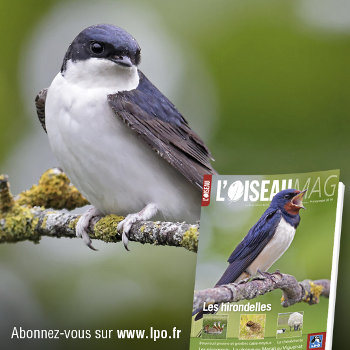 L'Oiseau Magazine n°114