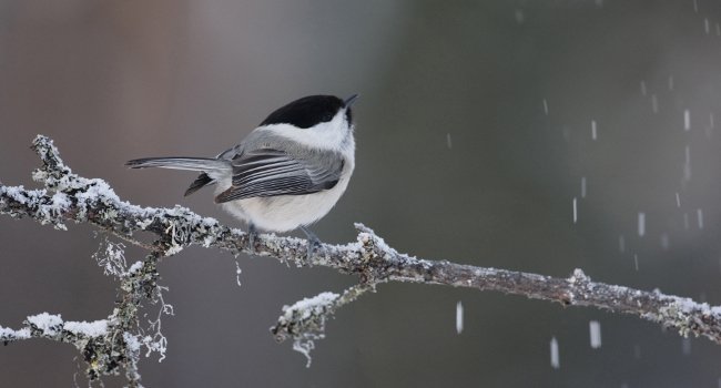 Mésange boréale (Poecile montana) - Crédit photo : Mike Lane (rspb-images.com)