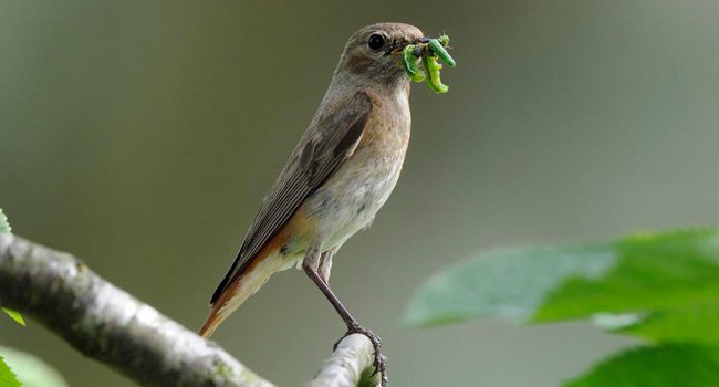 Rougequeue à front blanc (Phoenicurus phoenicurus) - Crédit photo : F. Cahez