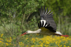 Cigogne blanche (Ciconia ciconia) - crédit photo : Chistophe Sidamon Pesson