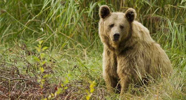 Ours brun (Ursus arctos) Crédit photo : Morgane Bricard