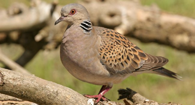 Tourterelle des bois (Streptopelia turtur) - Crédit photo : Aurélien Audevard