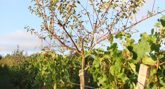 Domaine viticole Emile Grelier : Crédit photo - Delphine Vinet