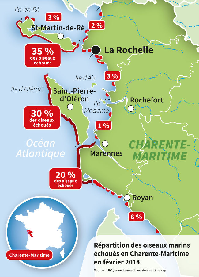 Carte de répartition des oiseaux échoués - Crédit : LPO / http://faune-charente-maritime.org/