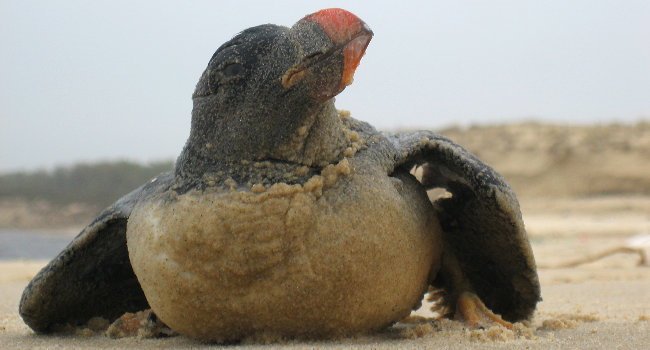 Macareux moine (Fratercula arctica) - Crédit photo : LPO Aquitaine