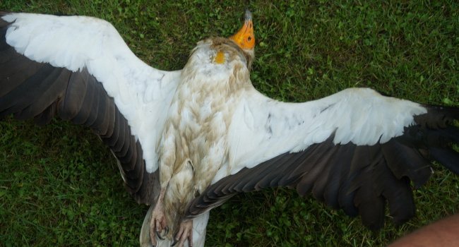 Vautour percnoptère (Neophron percnopterus) - Crédit photo : Erick Kobierzycki