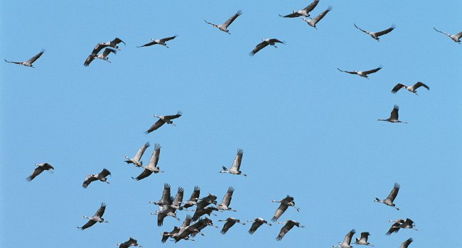 Grue cendrées (Grus grus) - Crédit photo: Fabrice Cahez / LPO