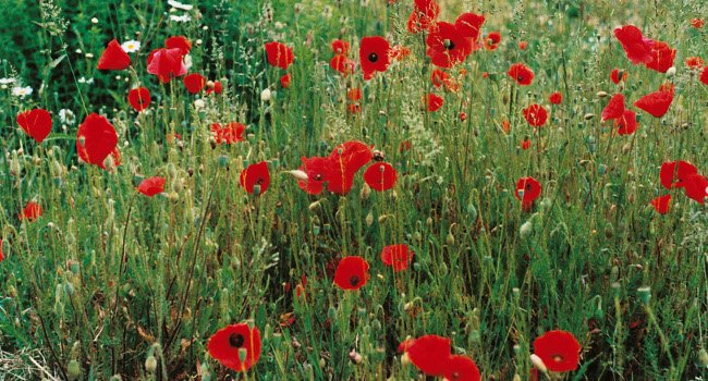 Coquelicots - Crédit photo : LPO Vienne