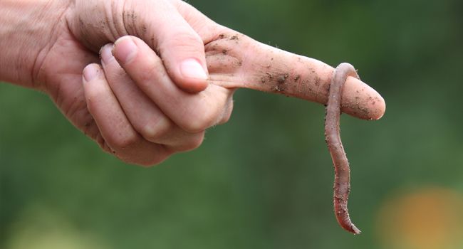 Les plus affectés sont les invertébrés terrestres - Crédit photo : Claus Mikosch