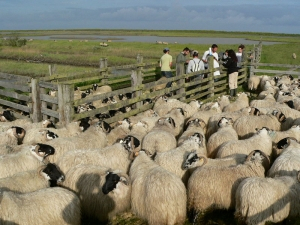 Réserve Naturelle Nationale de Moëze-Oléron - crédit photo : Philippe Delaporte