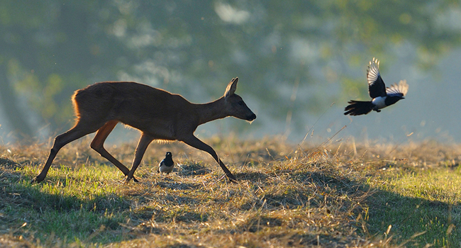 Chevreuil (Capreolus capreolus) et pies (Pica pica) - Crédit photo : F. Cahez