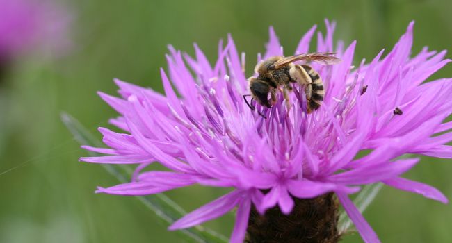 Abeille sauvage (Halictus scabiosae) – Crédit photo : Nicolas Macaire