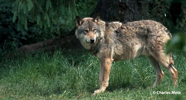 Le Loup, espèce chassable ? - Crédit photo : Charles Metz