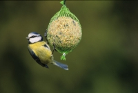 Mésange bleue (Cyanistes caeruleus) sur boule de graisse - crédit photo : Emile Barbelette