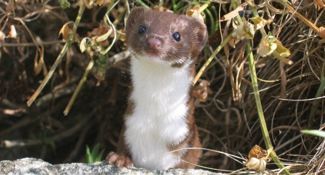 Belette (Mustela nivalis) - Crédit photo : Gilles Bentz