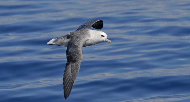 Fulmar boréal (Fulmarus glacialis) - Crédit photo : Nidal Issa