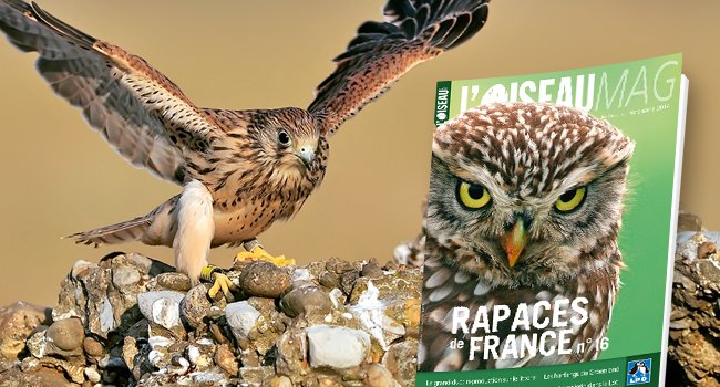 jeune Faucon crécerellette (Falco naumanni) - Crédit photo : Yves Pimont