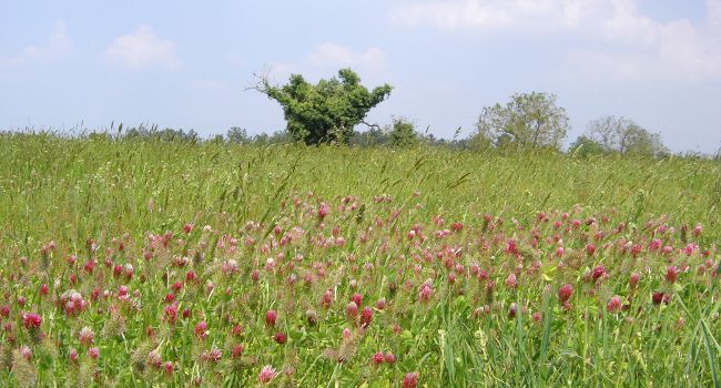 prairie naturelle - sophie raspail 650