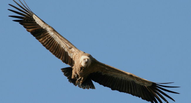 Vautour fauve (Gyps fulvus) - Crédit photo : Christian Aussaguel