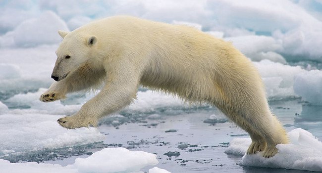 Ours polaire (Ursus maritimus) - Crédit photo : Arturo de Frias Marques