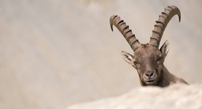 Bouquetin (Capra ibex) - Crédit photo : Christophe Sidamon-Pesson