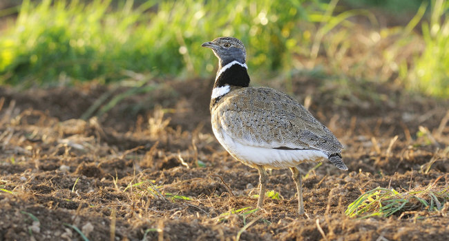 Outarde canepetière (Tetrax tetrax) - Crédit photo : Nidal Issa