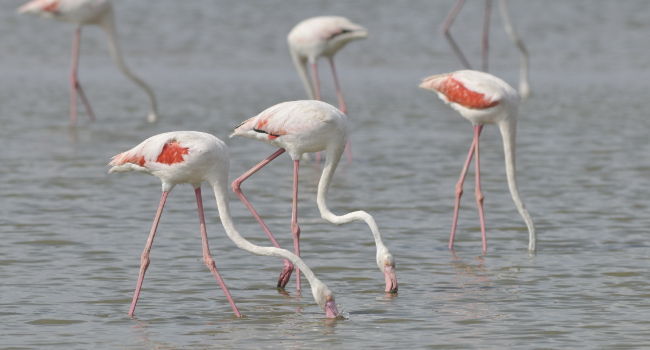 flamants roses patrick harle 650