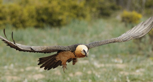 Gypaète barbu (Gypaetus barbatus) - Crédit photo : Bruno Berthémy