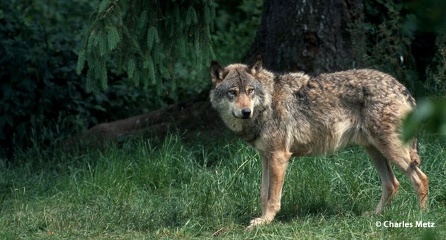 « Destruction d’un nombre croissant de loups » - Crédit photo : Charles Metz